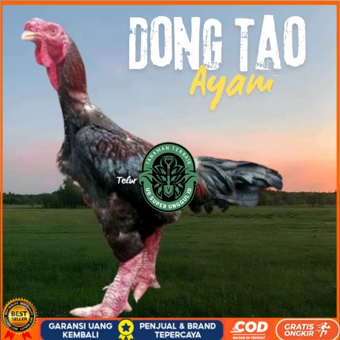 

telur ayam dong tao Vietnam ori bisa untuk di tetaskan original berkualitas UD_SUPER_UNGGUL_ID