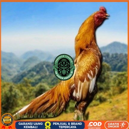 

telur ayam Shamo Eropa Ori telur fertil(TERLARIS) UD_SUPER_UNGGUL_ID