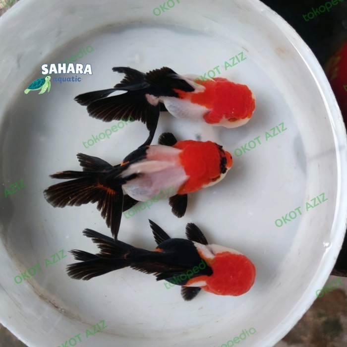 ikan maskoki mas koki Oranda 6-7 CM panda threecolor 3c KEPALA MERAH