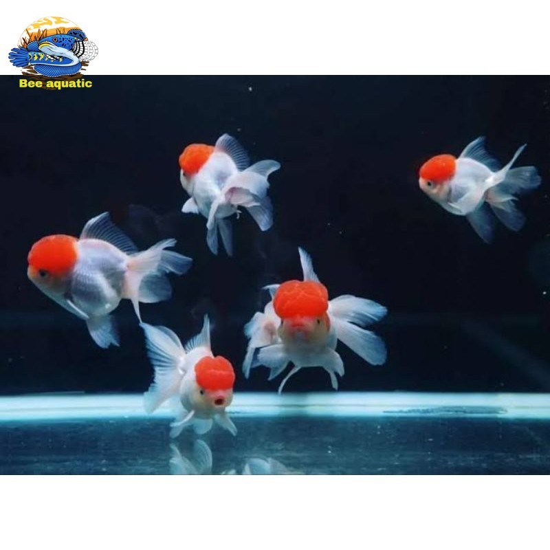 koki Oranda red cup 7-8 cm hiasan aquarium