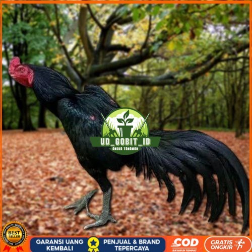 

Telur Ayam Pakhoy Brakot Vertil Siap Di Tetaskan Jaminan Super Oiginal Bergaransi UD_GOBIT_ID