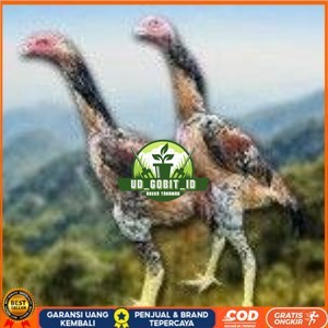 

telur tetas ayam shamo super berkualitas unggul UD_GOBIT_ID