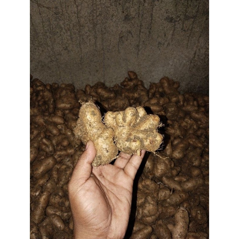 

ubi gembili fresh 1 kg makanan tradisional