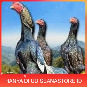 

telur tetas ayam shamo bangkok ori super garansi UD SEANASTORE ID