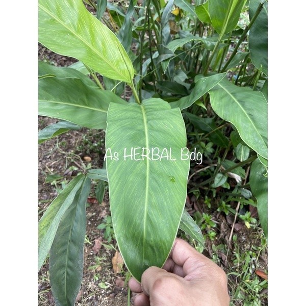 

SAHABATANI Daun lengkuas / daun laos segar isi 25 lembar fresh petik langsung Promo Termurah Terlaris