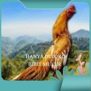 

Telur Shamo X BK clasik (telur fertil)