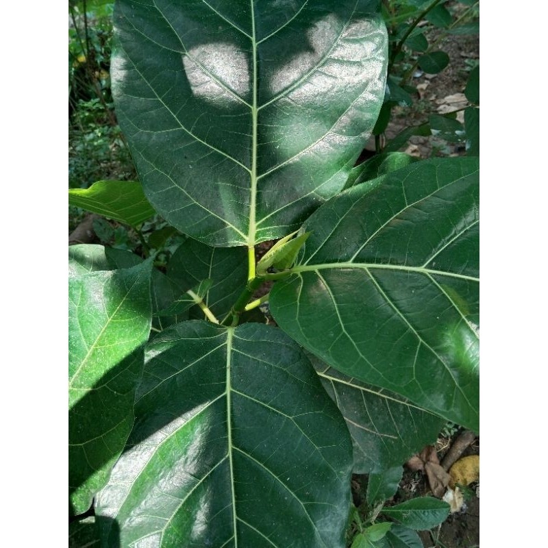 

daun awar awar segar 500gram