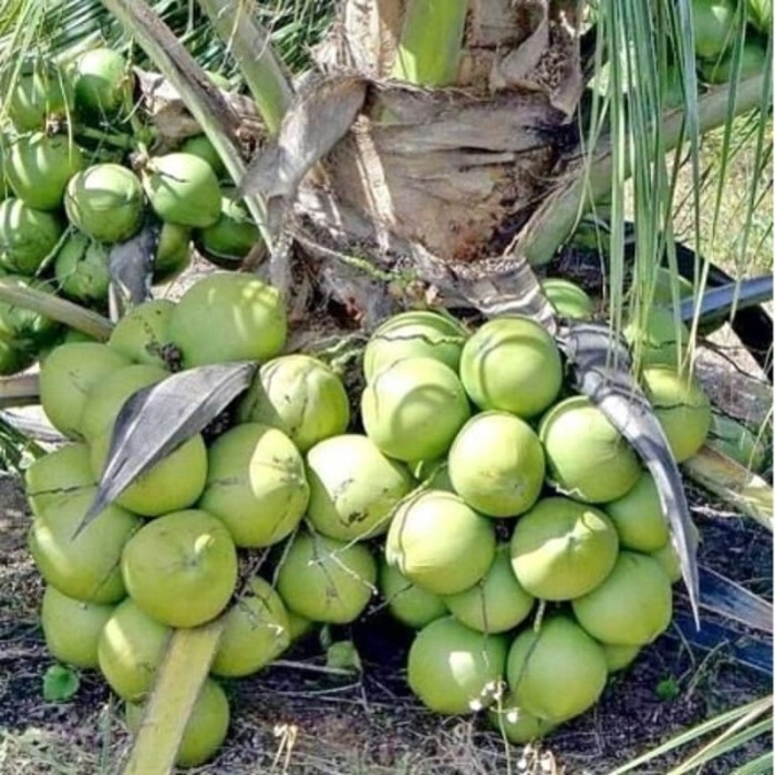 bibit kelapa hibrida super genjah