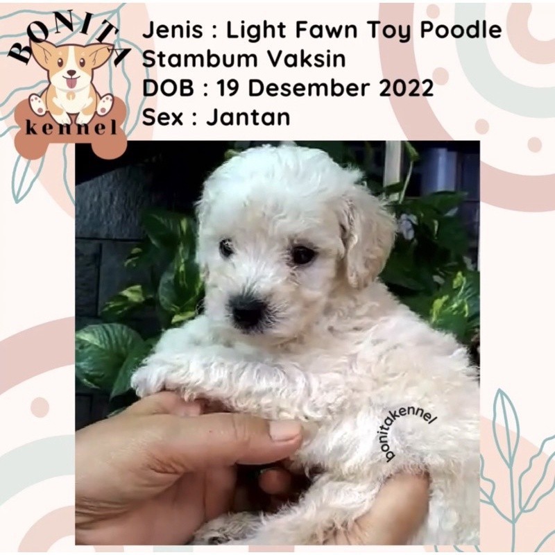 Anakan Anjing Light Fawn Toy Poodle Non Stambum