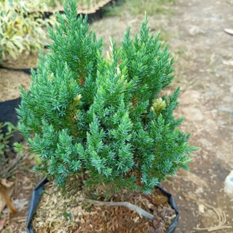 Tanaman Bunga CEMARA DURI - Tanaman Hias Hidup Daun Cemara Duri - Pohon Cemara Duri Bahan Bonsai