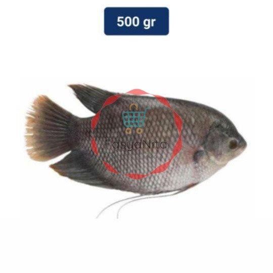 

Ikan Gurame 1 Pack (320 - 400 gr) - Fasyanita Denpasar