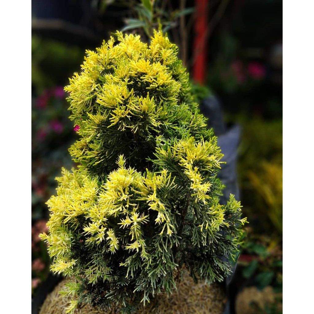 Bunga CEMARA GOLDEN PEKING - Tanaman Hias Hidup Daun Cemara Golden Peking - Pohon Cemara Golden Peki