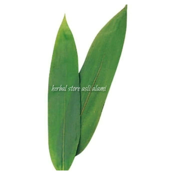 

[ READY STOCK ] DAUN BAMBU SEGAR 100 LEMBAR DAUN BACANG DAUN KICANG MURAH