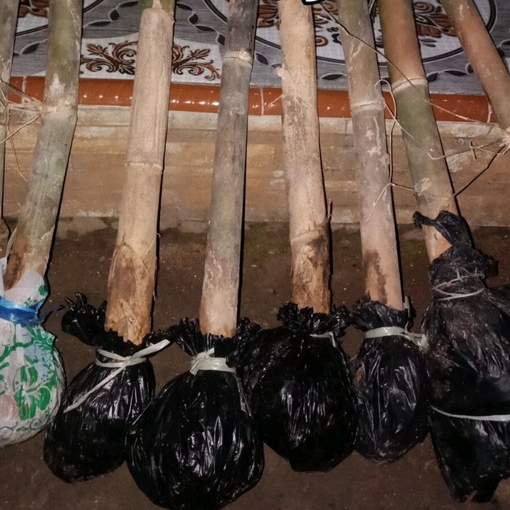 Bibit bambu hitam jumbo siap tanam