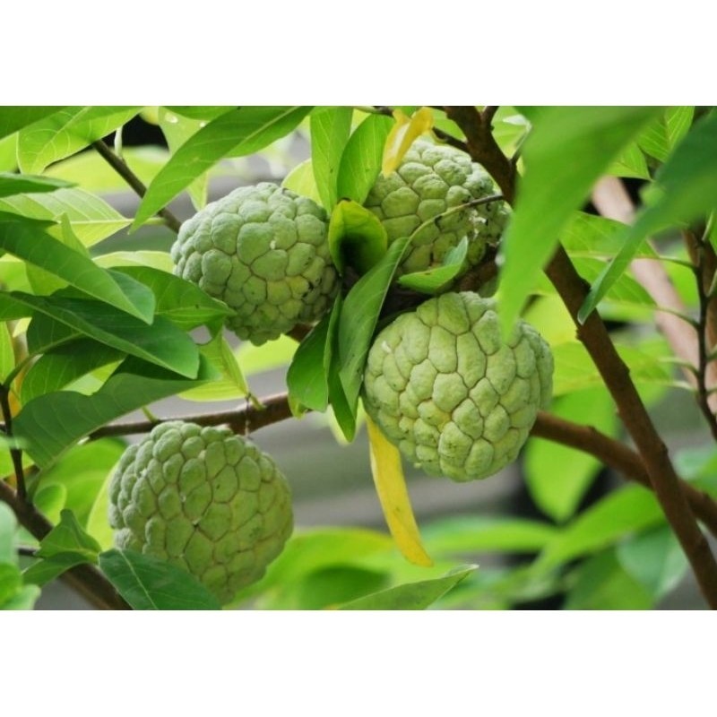 

Buah Srikaya Lokal - Buah Tropis Super 1 pcs