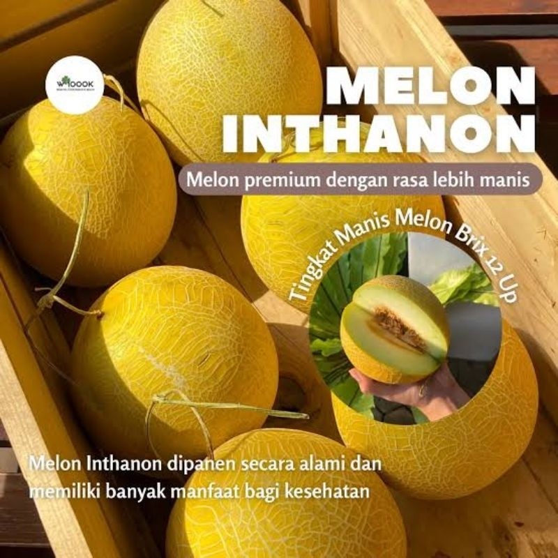 

MELON PREMIUM INTHANON SWEET HIDROPONIK ORGANIK