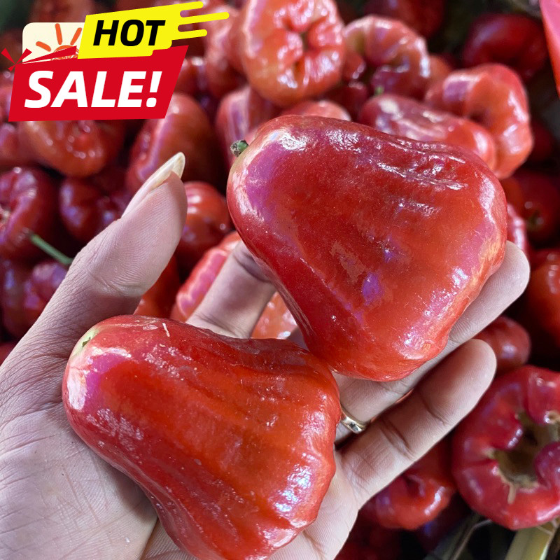 UD BUAH 3 SAUDARA BUAH JAMBU AIR MERAH JAMBU AIR CINCALO MERAH 1KG