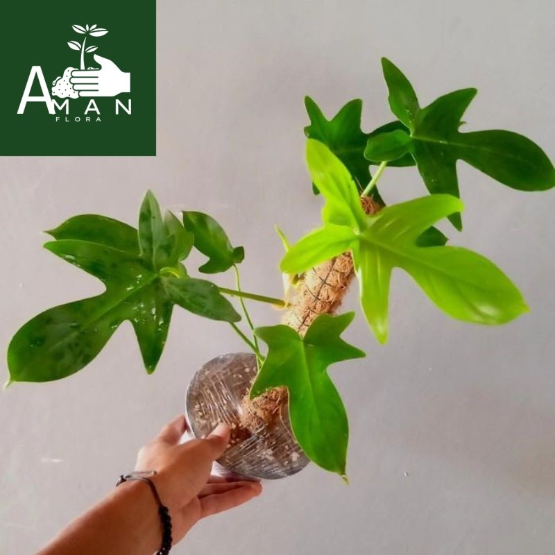 # ( BISA COD ) Philodendroon Merpati - Tanaman Hias Philo Merpati / Bunga Hias Philodendron Merpaty 