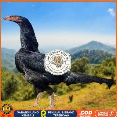 

telur ayam shamo eropa ori juara bisa untuk di tetaskan UD GHANIYY BIBIT ID