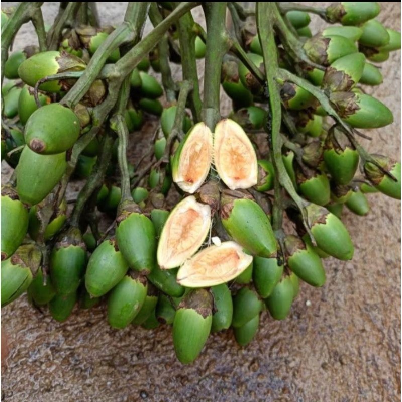 

promo buah pinang muda/buah jambe muda segar/500 g