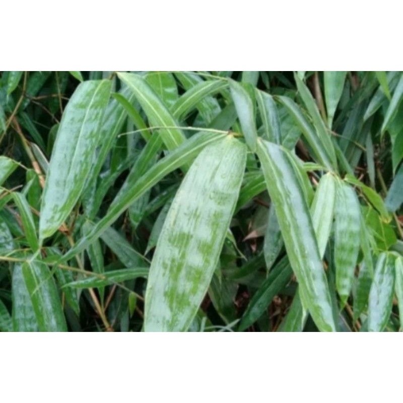 

daun bambu segar di buat bungkus bungkus 100 lembar