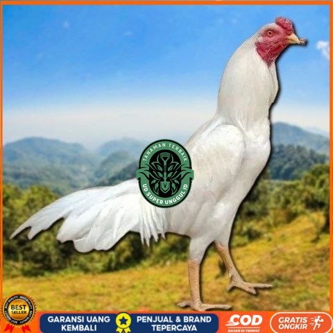 

telur tetas ayam shamo petarung bangkok UD_SUPER_UNGGUL_ID