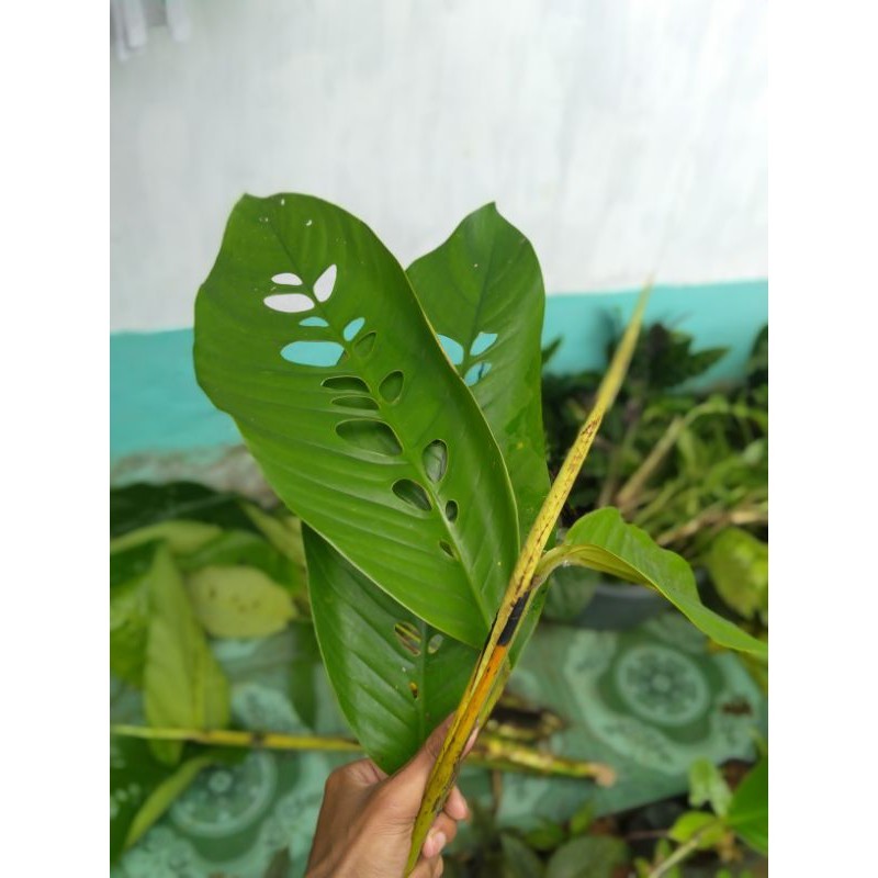 Duda bolong murah terbaru