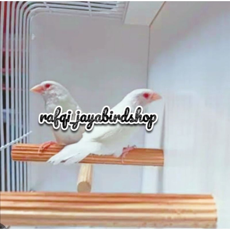 BURUNG EMJE MATA MERAH ( ALBINO ) SEPASANG