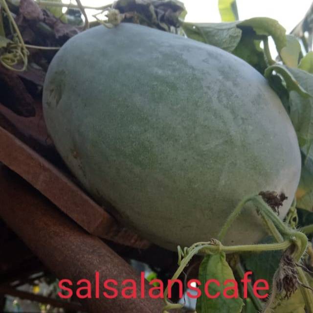 

Buah Bligo Bligo/Kundur ,1,8 Sampay 2 Kg Fress Baru Di Petik