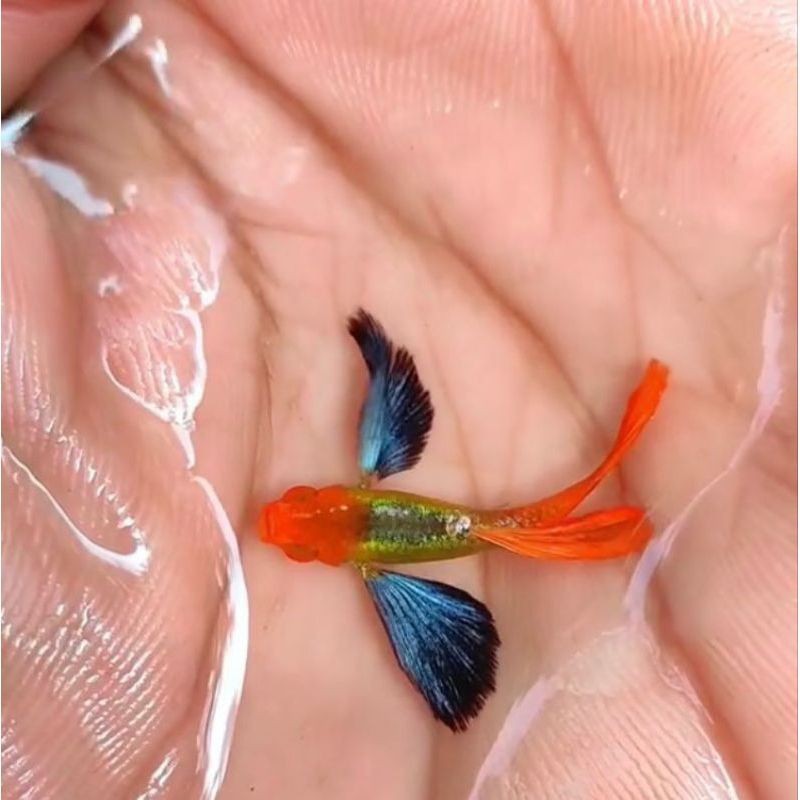 HIASAN AQUARIUM VVIP SEPASANG GUPPY PRTDE KOI LINE VIETNAM