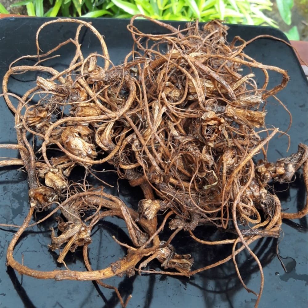 Purwaceng Kering (250gr) / Purwoceng / Obat Herbal Libido