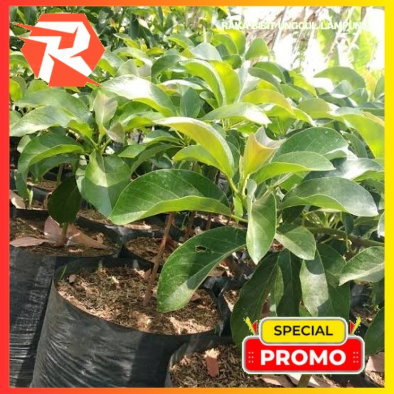 Bibit Alpukat Aligator (Buah Jumbo)