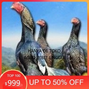 

telur tetas ayam shamo bangkok ori super garansi agro.bibit.unggul