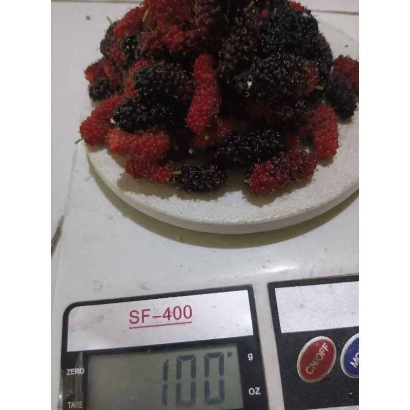 

Gelaskosong11 Buah Murbei Besaran Petik Langsung 100 Gram Asli Lokal Manis.