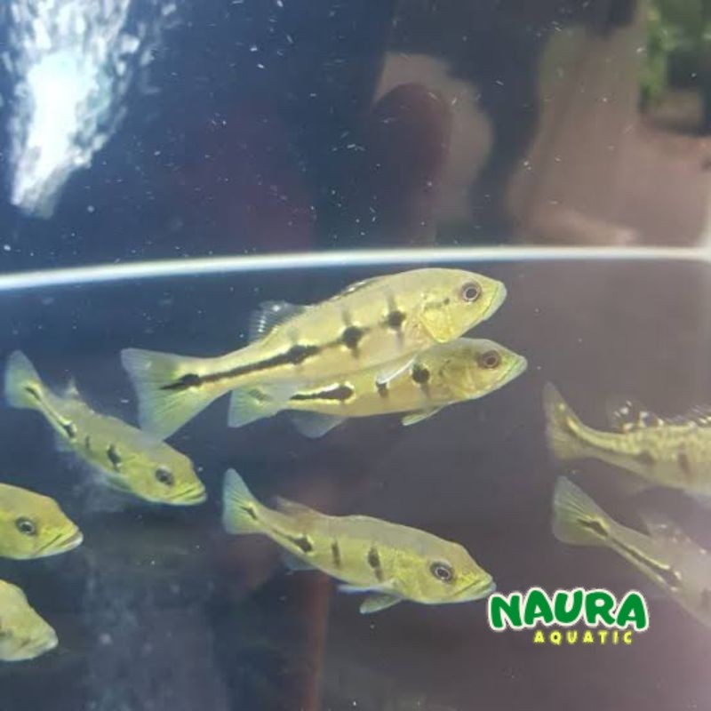 Pbass Orinoco pure Size 7-8 cm Bergaransi COD peacock bas