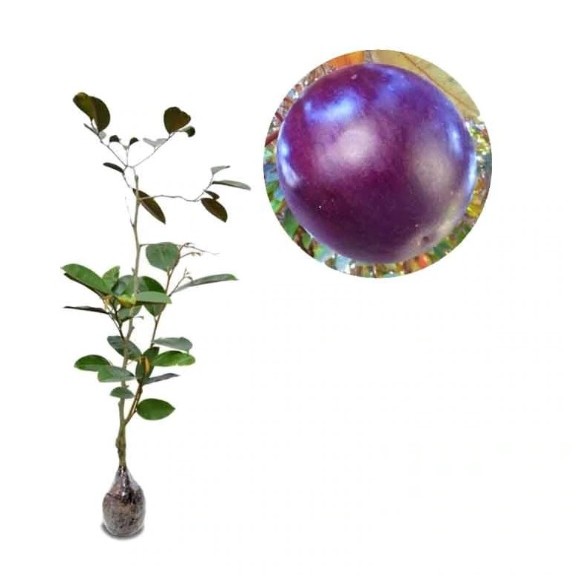 Bibit Tanaman Buah Kenitu Ungu (Chrysophyllum cainito) – Buah Eksotis Cepat Berbuah, Tinggi 40-50 cm