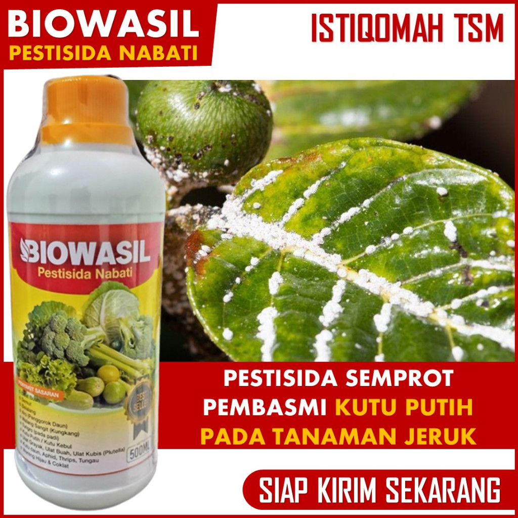 Obat Semprot Anti Hama Kutu Putih Pada Jeruk Limau, Lemon, Jeruk Nipis dll - Pupuk Organik Tanaman P