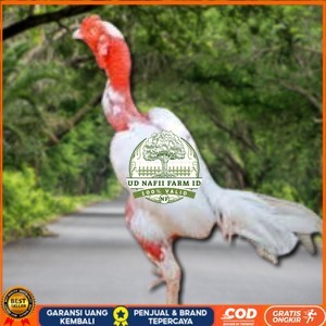 

5 BIJI TELUR RAJA SAIGON PROMOO KERAS.MURAHH UD NAFII FARM ID