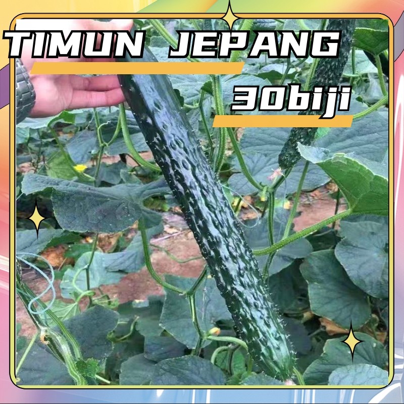 [Hasil tinggi]Biji Benih Timun Lalap Hibrida F1 Repack 30 Biji - Bibit Tanaman Sayur Sayuran Toska J
