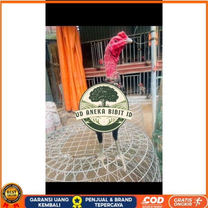 

Ganoi (telur fertill) original berkualitas UD ANEKA BIBIT ID