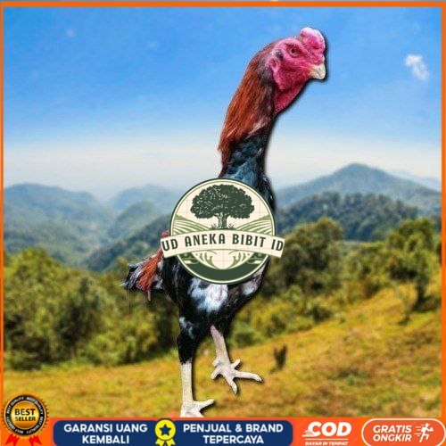 

telur ayam shamo jepang ori petarung bisa untuk di tetaskan UD ANEKA BIBIT ID