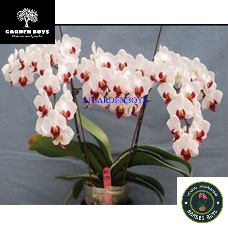 (TERMURAH) anggrek bulan putih lidah merah spike .