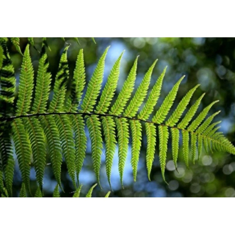 

daun pakis segar 200gram