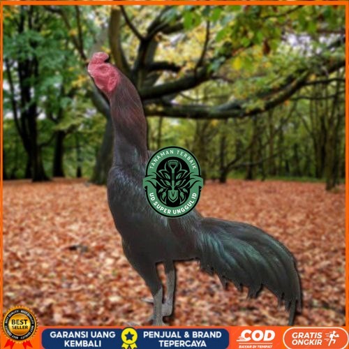 

Telur Ayam Pakhoy Berjenggot Vertil Siap Di Tetaskan Jaminan Super Oiginal Bergaransi UD_SUPER_UNGGUL_ID