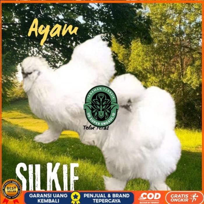 

telur ayam silkie original bisa untuk di tetaskan original berkualitas UD_SUPER_UNGGUL_ID