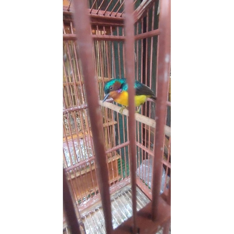 KOWUL GACORAN JANTAN MULUS