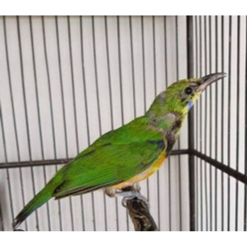 CAK CUNGKOK TROTOL JANTAN