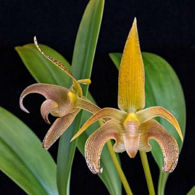 Anggrek Bulbophyllum Lobii | Bulbo Lobi Dewasa Siap Bunga