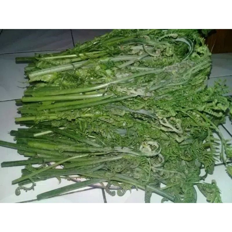 

pakis sayur segar 1 kg