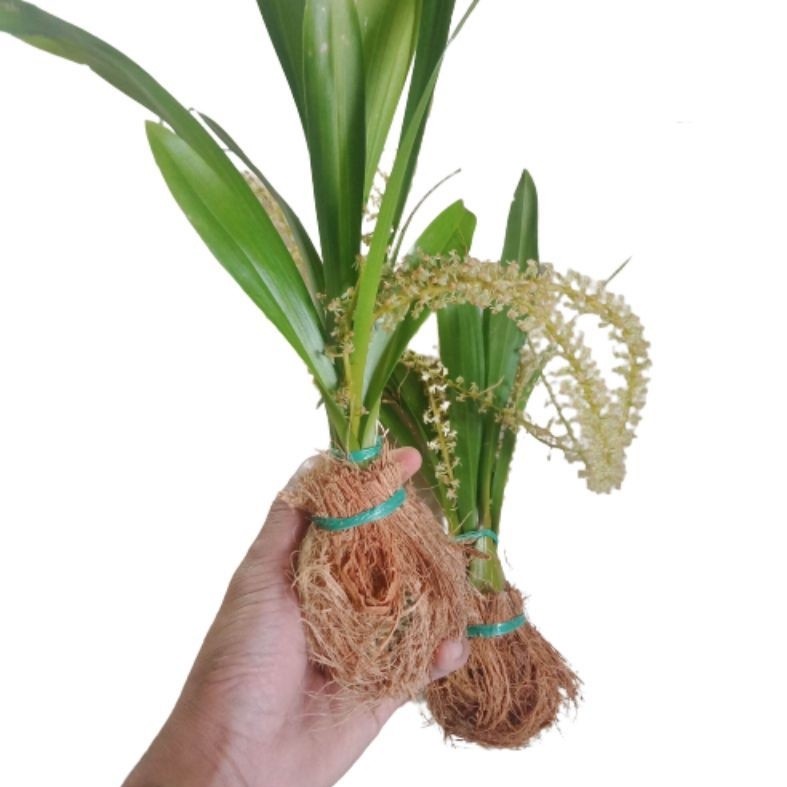 Sedia Readyy Tanaman hias bunga anggrek hutan langka